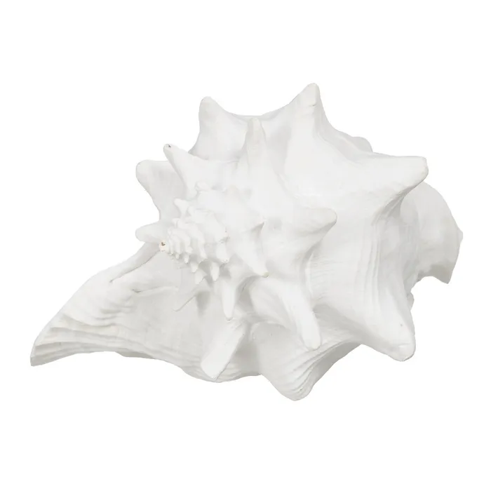 Set scoici mari rasina alba|Decoratiuni marine autentice [1]