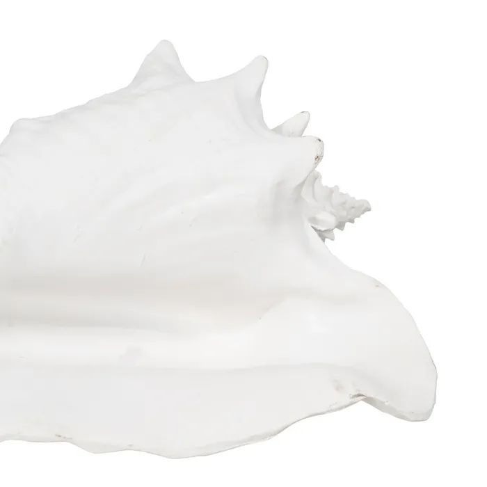 Set scoici mari rasina alba|Decoratiuni marine autentice [5]