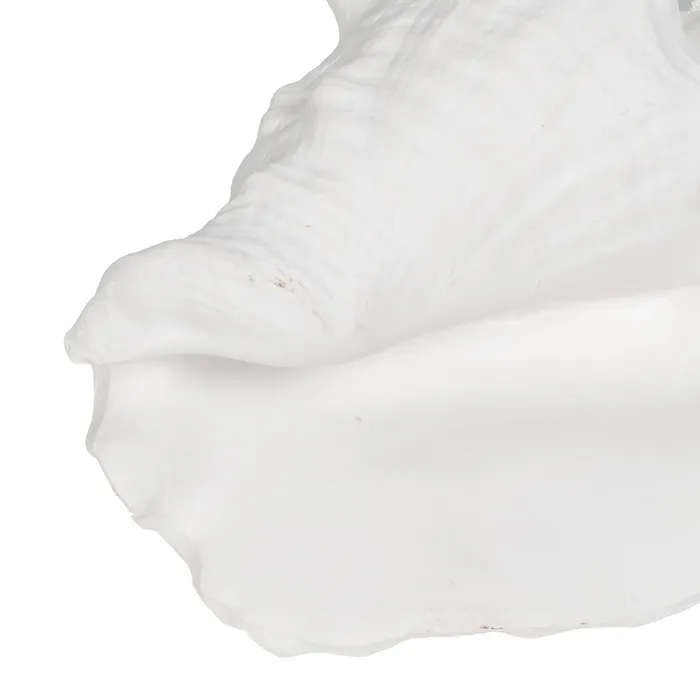 Set scoici mari rasina alba|Decoratiuni marine autentice [4]