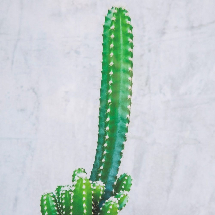 tablouri cactusi realist beton rama lemn natur [7]