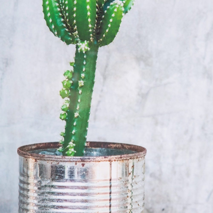 tablouri cactusi realist beton rama lemn natur [5]