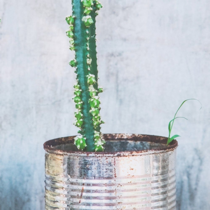 tablouri cactusi realist beton rama lemn natur [8]