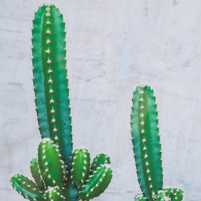 tablouri cactusi realist beton rama lemn natur [6]