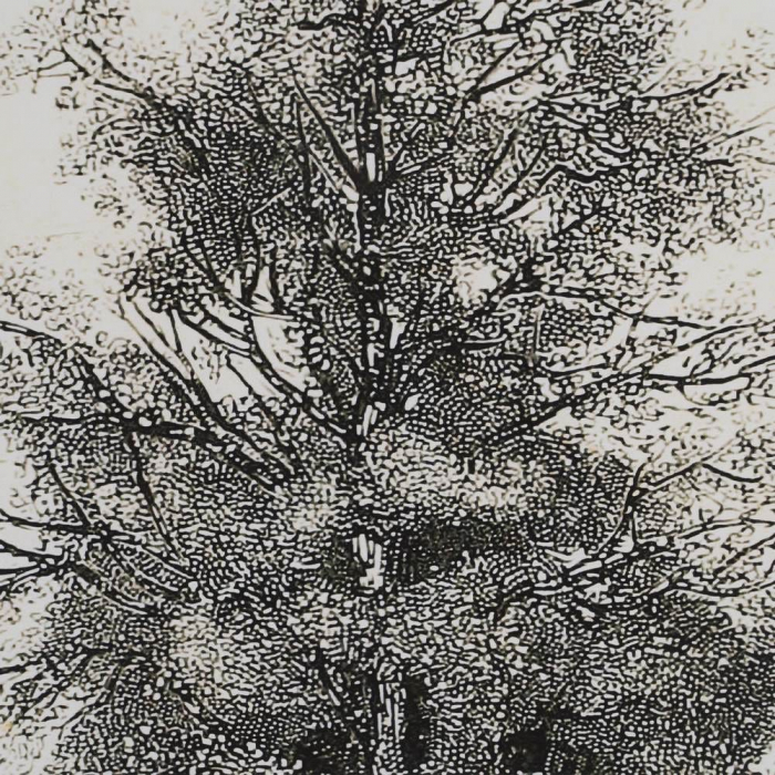 tablouri copaci monocrom lemn brad 45x60cm [6]