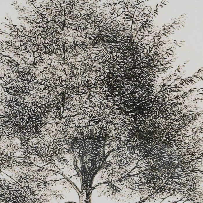 tablouri copaci monocrom lemn brad 45x60cm [4]