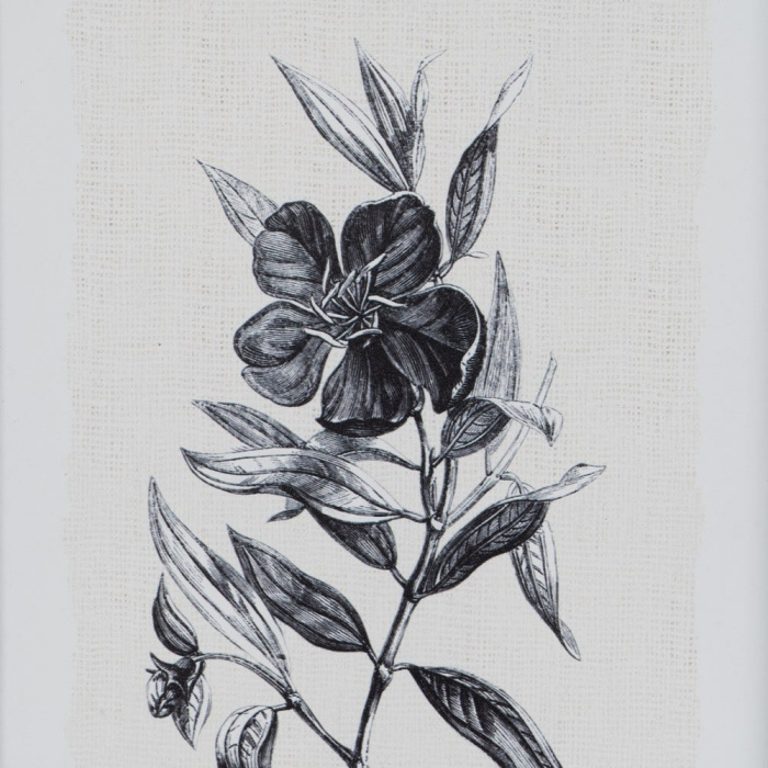 tablouri alb-negru flori gravura 24x34cm [4]