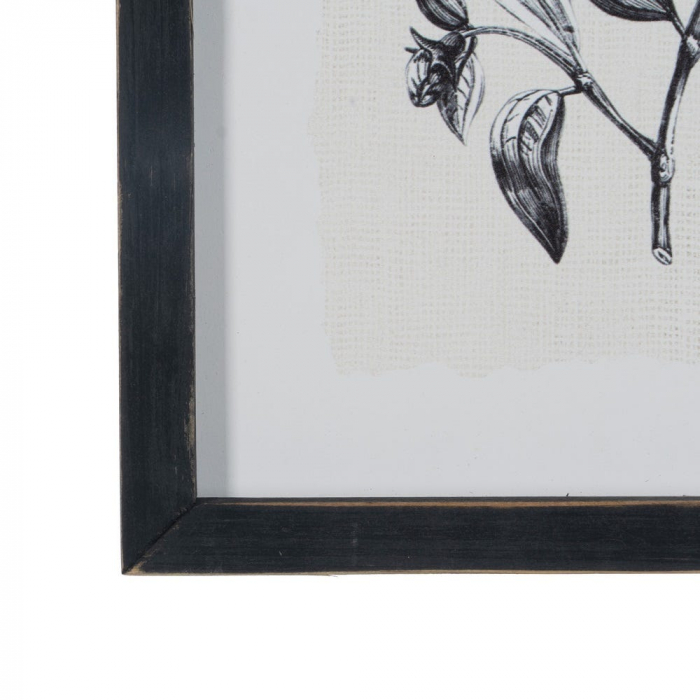 tablouri alb-negru flori gravura 24x34cm [6]