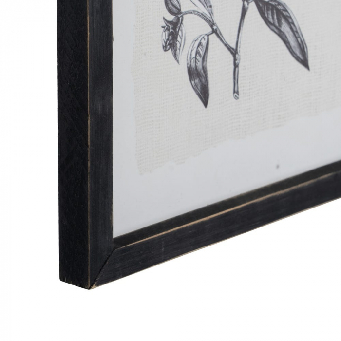 tablouri alb-negru flori gravura 24x34cm [7]