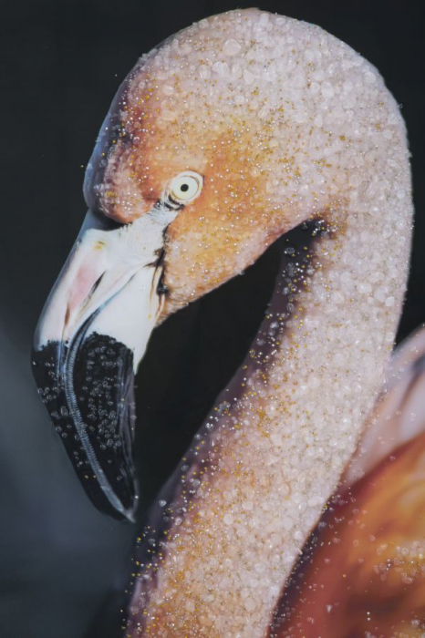 Tablou portret flamingo texturat - CreativDeco.ro [2]