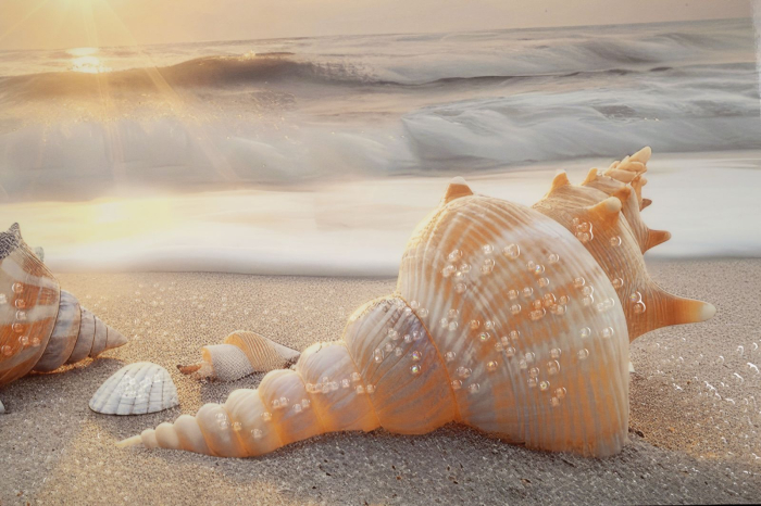 Tablou decorativ cu rama multicolor din lemn de brad si canvas Beach model scoici [3]