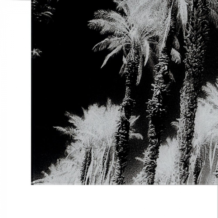 Tablou palmieri monocrom – sticlă securizată, design panoramic 120x70 cm [6]