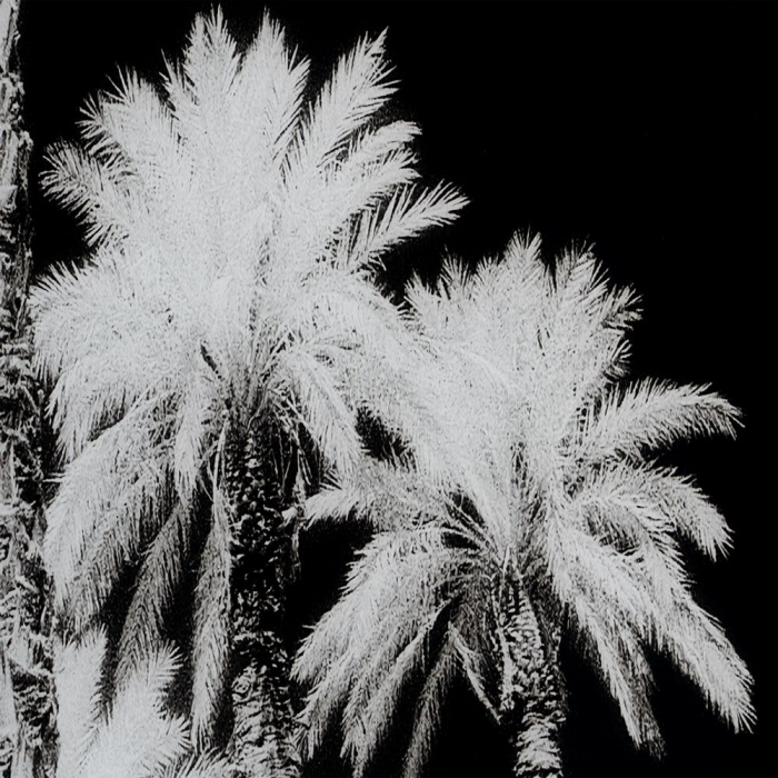 Tablou palmieri monocrom – sticlă securizată, design panoramic 120x70 cm [3]
