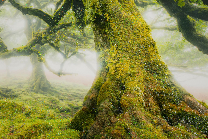 Tablou pădure arbori ceață 90x60 cm – natură misterioasă imprimată pe pânză [2]