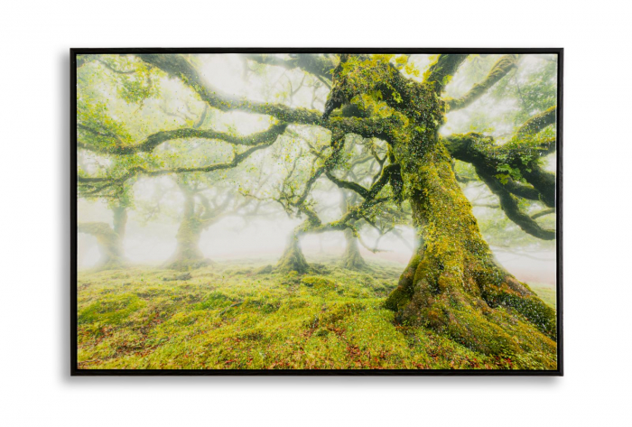 Tablou pădure arbori ceață 90x60 cm – natură misterioasă imprimată pe pânză [1]