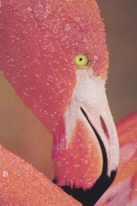 Tablou Flamingo Vibrant cu Detalii Fine CreativDeco [2]