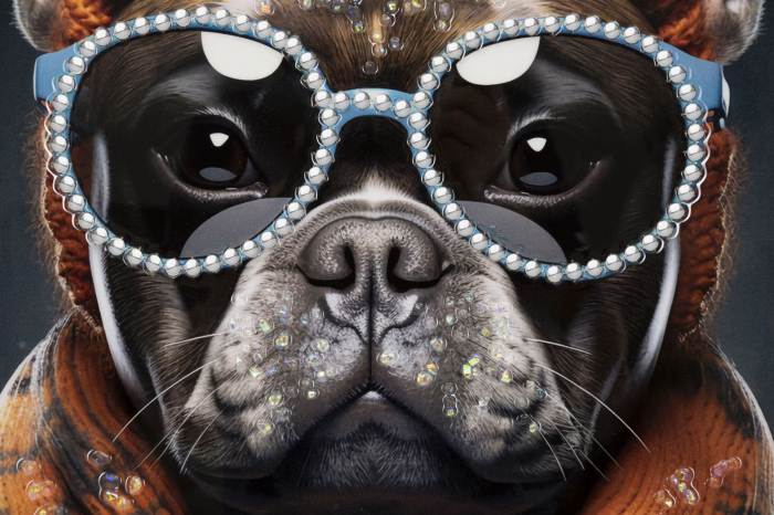 Tablou Bulldog Francez Accesorii Portocalii - CreativDeco [5]