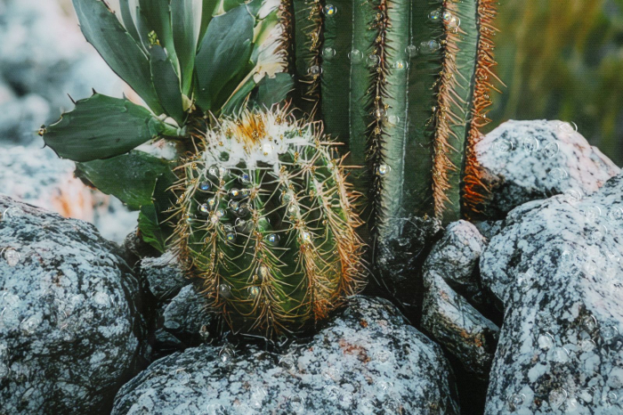 Tablou peisaj montan cu cactus 60x90 cm – imagine naturală pe pânză cu ramă neagră [5]