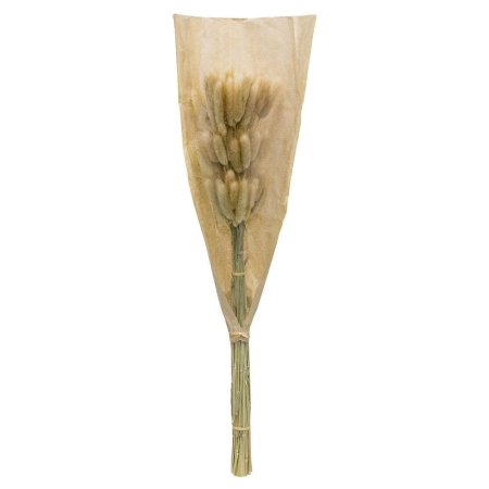 Scandinav - Buchet de flori uscate langurus bej cu spice pufoase pe tulpini subțiri pentru vază înaltă