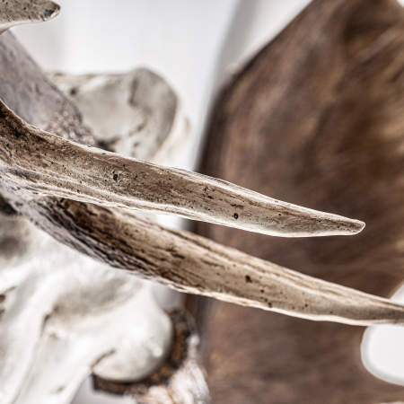 Bust cerb scandinav|Decoratiuni animale moderne [2]