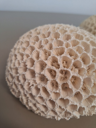 Coral rotund, polirasina, alb - CreativDeco.ro [3]
