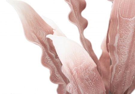 Manunchi frunze alb-roz Aloe CreativDeco - Accent delicat pentru interior [3]