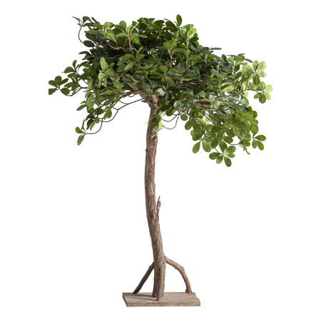 Plante si flori artificiale - Plantă decorativă artificială Ficus cu trunchi din lemn