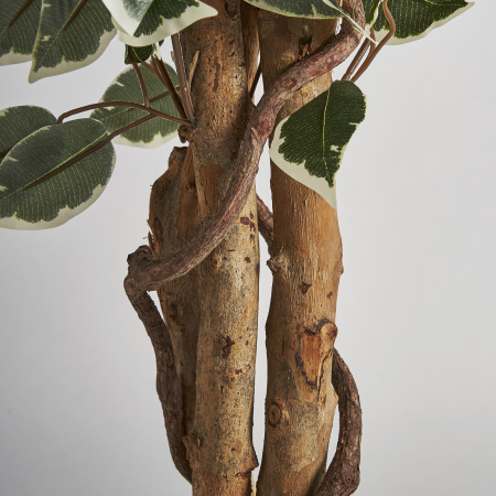 Planta decorativa ficus | Plante artificiale elegante [3]