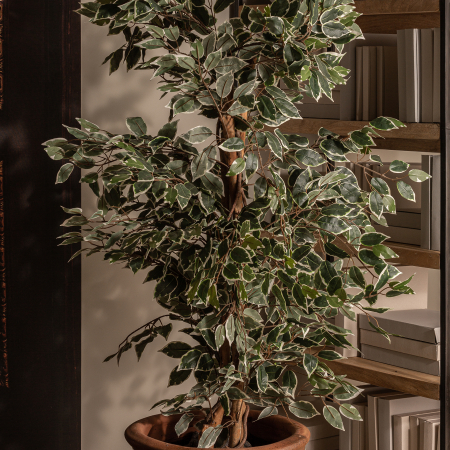 Planta decorativa ficus | Plante artificiale elegante [4]