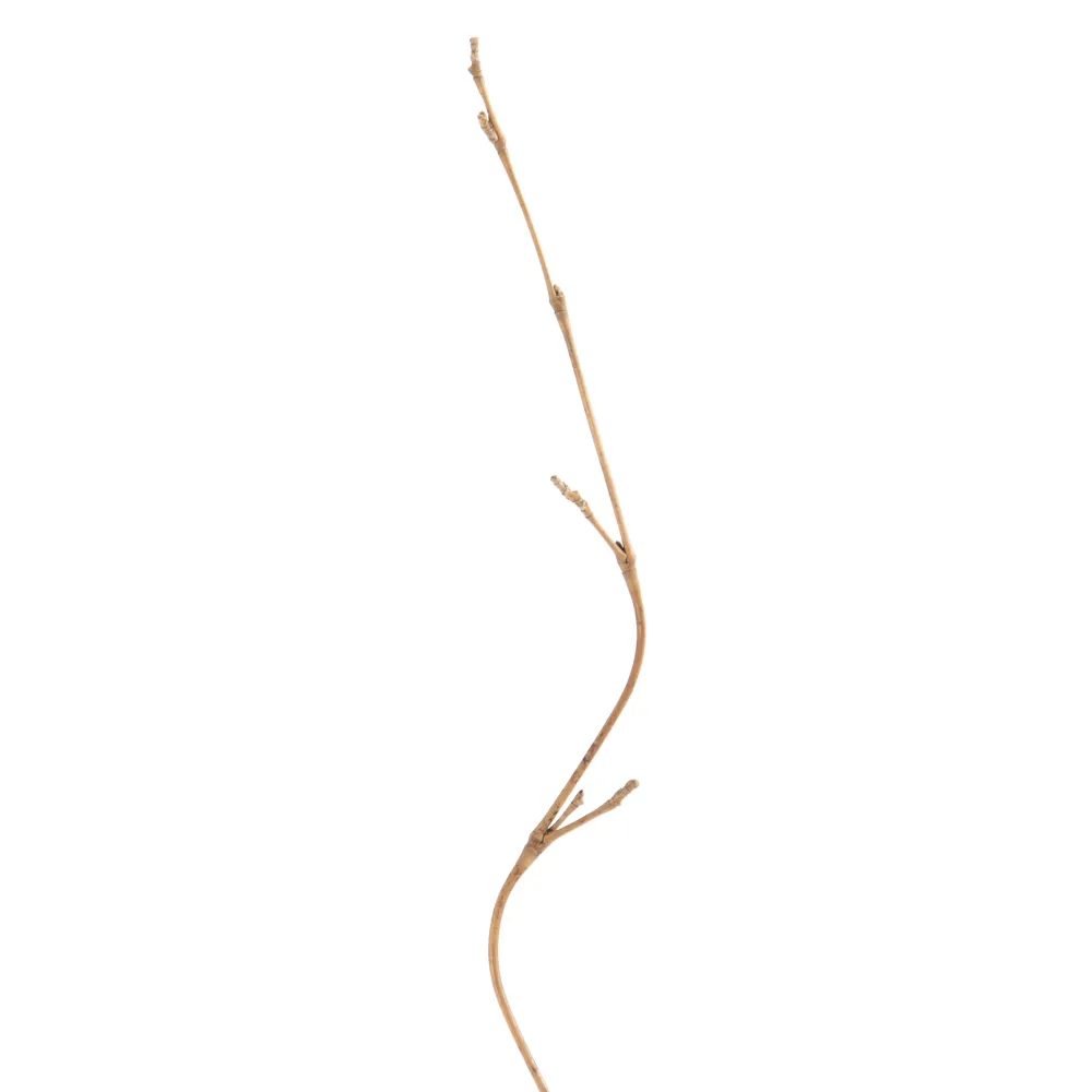Crengute decorative spirale | Decoruri naturale | Vaze inalte [1]
