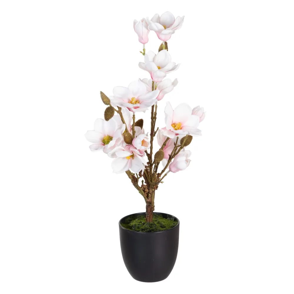 MEGA PROMOTII - Ghivece cu Magnolii Roz Mari | Decoratiuni Florale Luxoase