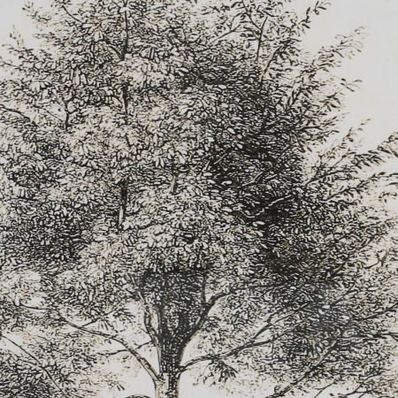 tablouri copaci monocrom lemn brad 45x60cm [3]