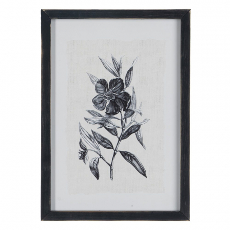 tablouri alb-negru flori gravura 24x34cm [1]
