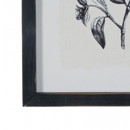 tablouri alb-negru flori gravura 24x34cm [5]