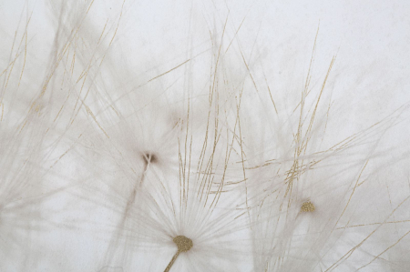 Tablou cu păpădie detaliată 80x120 cm – estetică naturală, structură solidă din lemn, perfect pentru spații wellness sau interioare cu design soft [1]