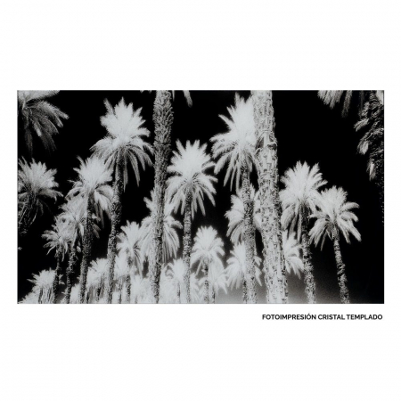 Tablouri - Tablou palmieri monocrom – sticlă securizată, design panoramic 120x70 cm