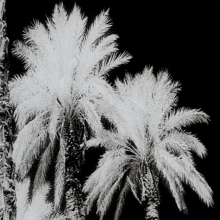 Tablou palmieri monocrom – sticlă securizată, design panoramic 120x70 cm [2]