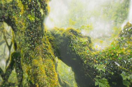 Tablou pădure arbori ceață 90x60 cm – natură misterioasă imprimată pe pânză [4]