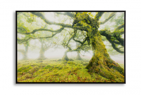 Tablouri - Tablou pădure arbori ceață 90x60 cm – natură misterioasă imprimată pe pânză