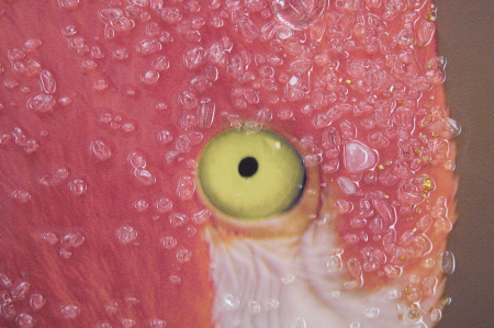 Tablou Flamingo Vibrant cu Detalii Fine CreativDeco [2]