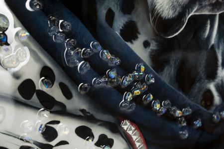 CreativDeco Tablou Dalmatian Elegant - Rafinament si Stil [4]