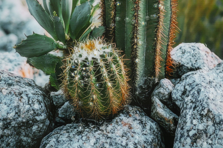 Tablou peisaj montan cu cactus 60x90 cm – imagine naturală pe pânză cu ramă neagră [4]