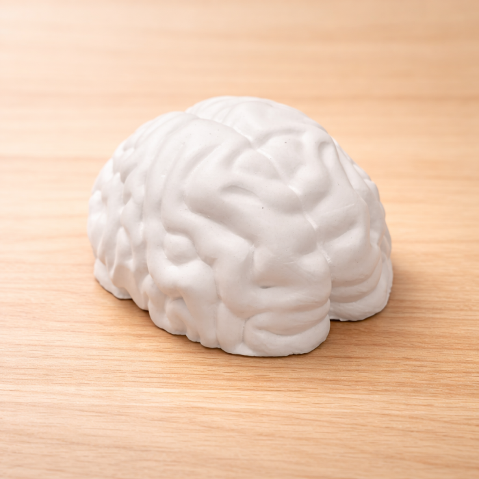 Figurina din ipsos Creier 3D [3]