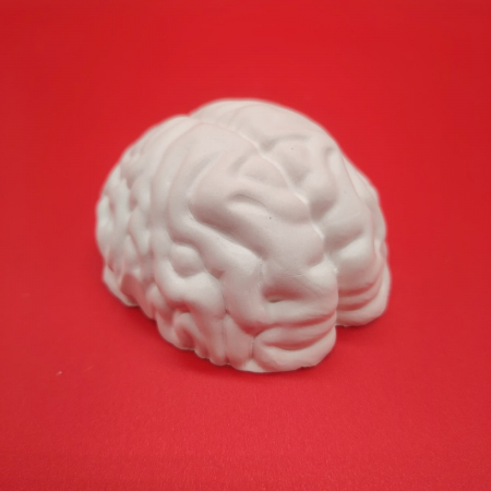 Corpul omenesc - Figurina din ipsos Creier 3D