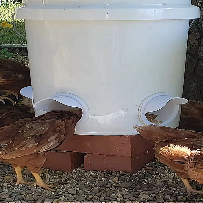 Hrănitoare albă de tip acces-în-butoi (cu montaj pe direct butoi), pentru păsări [8]