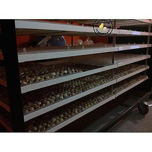 Incubator profesional (industrial) automatizat IP-6D (9.000 lei) (ouă: 2.112 găină, 5.304 prepeliţă, 1.512 raţă/curcă, 768 gâscă) Transportul nu este inclus! [5]