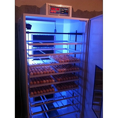 Incubator semiprofesional automatizat IP-9 (7.000 lei) (ouă: 1.584 găină, 3.978 prepeliţă, 1.134 raţă/curcă, 576 gâscă) Transportul nu este inclus! [4]