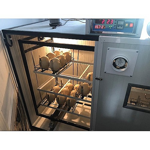 Incubator semiprofesional automatizat pentru ouă de struţ, model IP-S-90 (12.000lei) Transportul nu este inclus! [2]