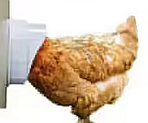 Hrănitoare albă de tip acces-în-butoi (cu montaj pe direct butoi), pentru păsări [9]