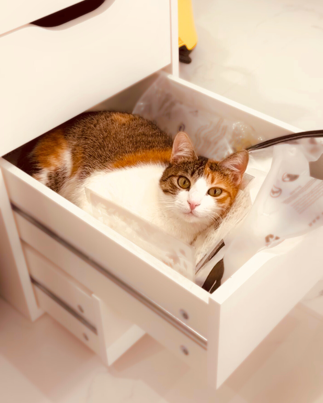 Kali - Pisica și supraveghetorul atelierului