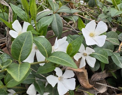 Vinca minor alba [2]